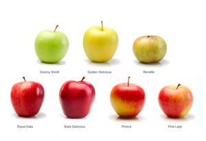 Quel type de pomme pour faire du jus ? L’assemblage qui marche